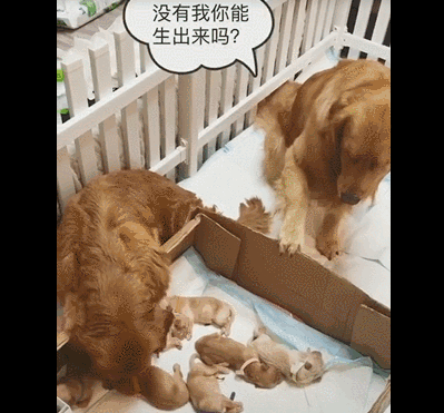 金毛妈妈不准金毛爸爸碰宝宝，金毛爸爸：小气，没有我，哪有孩子！-2.gif
