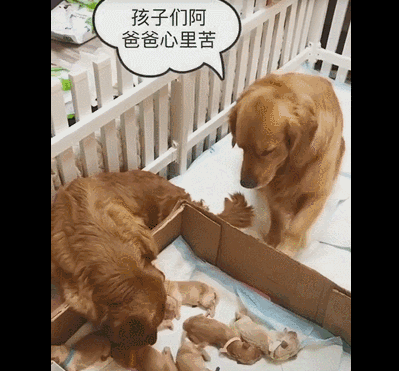 金毛妈妈不准金毛爸爸碰宝宝，金毛爸爸：小气，没有我，哪有孩子！-3.gif