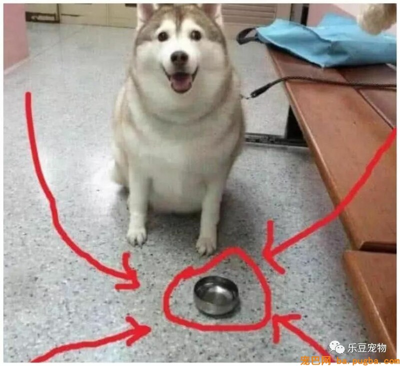 妈妈嫌儿子养的二哈太胖，要给它减肥，儿子回家看到碗后懵逼了！-2.jpeg