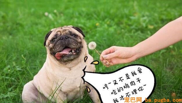 巴哥掉毛