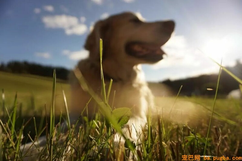 为难期一过，纯种犬变成了串串……-1.jpeg