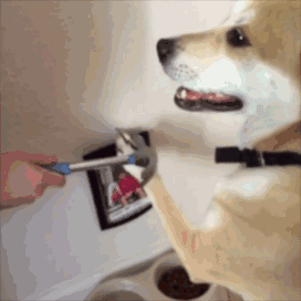 为难期一过，纯种犬变成了串串……-4.gif