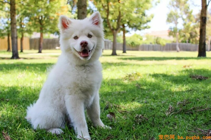 为难期一过，纯种犬变成了串串……-6.jpeg