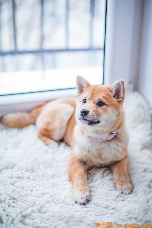 为难期一过，纯种犬变成了串串……-5.jpeg