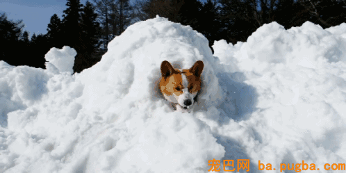 为难期一过，纯种犬变成了串串……-7.gif