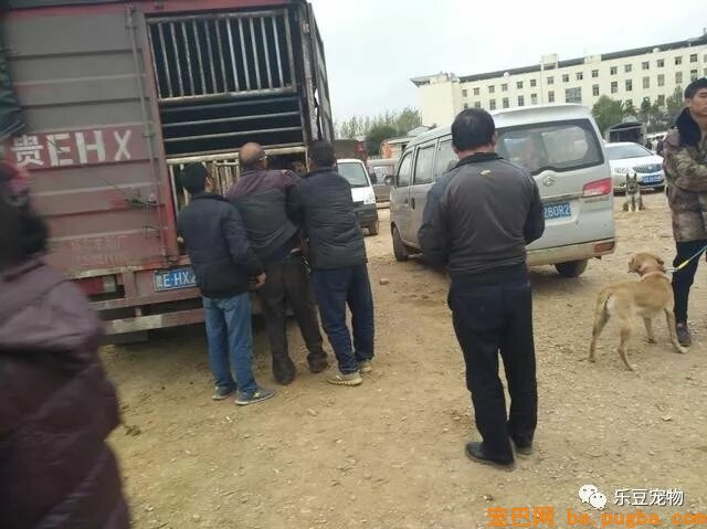 闲逛狗市，竟发现公司的老门老狗被装进狗肉车，男子果断出手！-1.jpeg