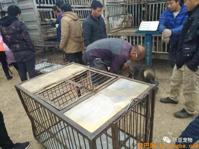 闲逛狗市，竟发现公司的老门老狗被装进狗肉车，男子果断出手！-2.jpeg