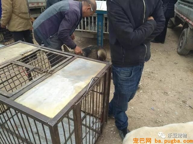 闲逛狗市，竟发现公司的老门老狗被装进狗肉车，男子果断出手！-3.jpeg