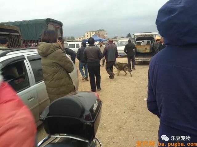 闲逛狗市，竟发现公司的老门老狗被装进狗肉车，男子果断出手！-5.jpeg