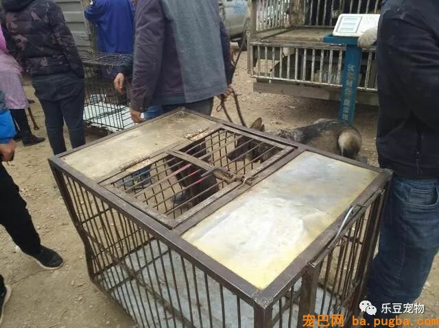 闲逛狗市，竟发现公司的老门老狗被装进狗肉车，男子果断出手！-4.jpeg