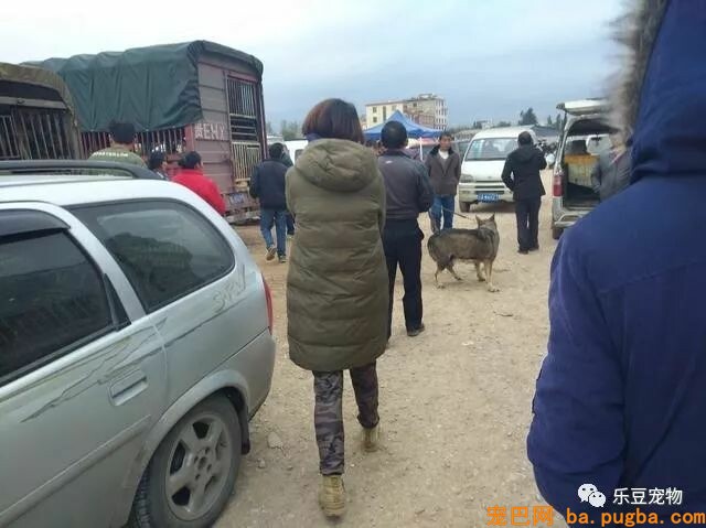 闲逛狗市，竟发现公司的老门老狗被装进狗肉车，男子果断出手！-6.jpeg