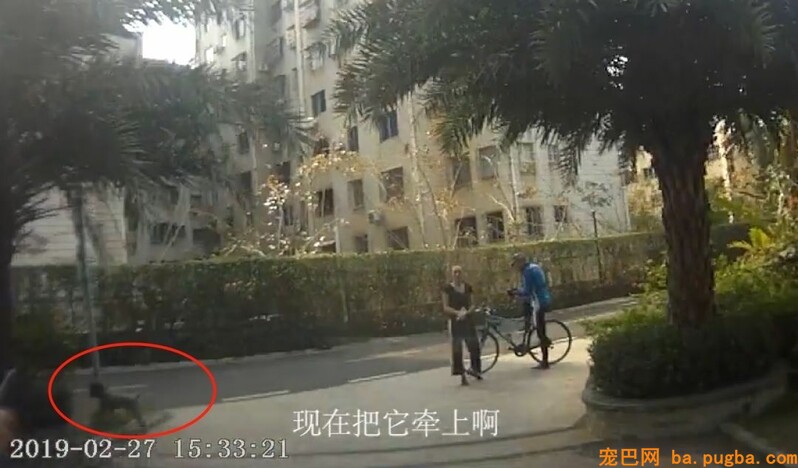 遛狗不牵绳，被充公狗并罚款3050元，网友：干得标致！-1.jpeg