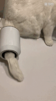 收到花超臭美的一只狗，成果美不外三秒...-3.gif