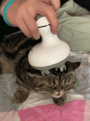 收到花超臭美的一只狗，成果美不外三秒...-4.gif