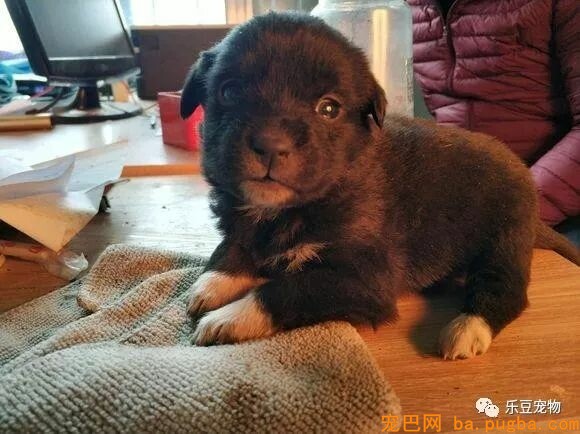 在公园捡到只小狗狗，看门保安：回家扔掉吧，不吉利！-1.jpeg