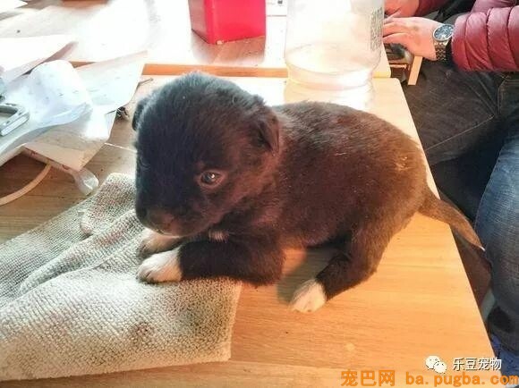 在公园捡到只小狗狗，看门保安：回家扔掉吧，不吉利！-3.jpeg