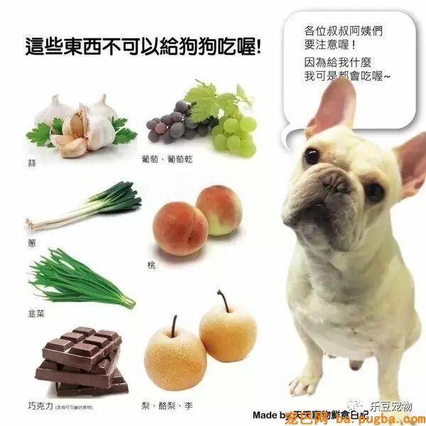 狗狗的禁忌常识都在这了，赶紧珍藏以便应急！-1.jpeg