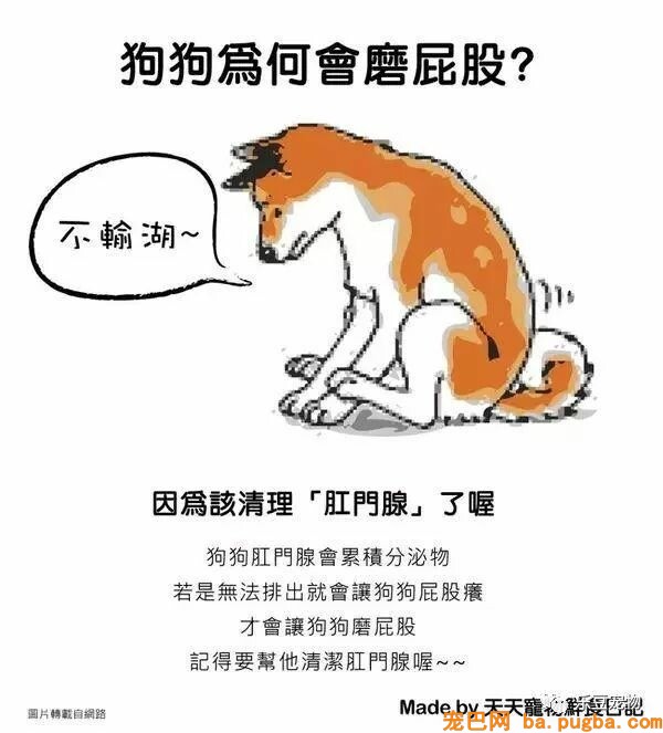 狗狗的禁忌常识都在这了，赶紧珍藏以便应急！-5.jpeg