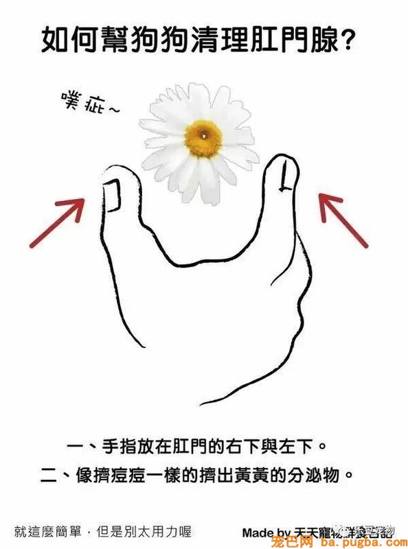 狗狗的禁忌常识都在这了，赶紧珍藏以便应急！-6.jpeg