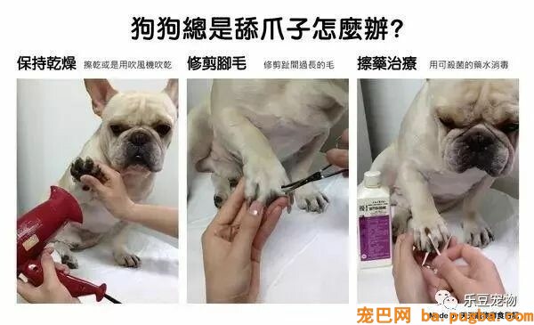 狗狗的禁忌常识都在这了，赶紧珍藏以便应急！-8.jpeg