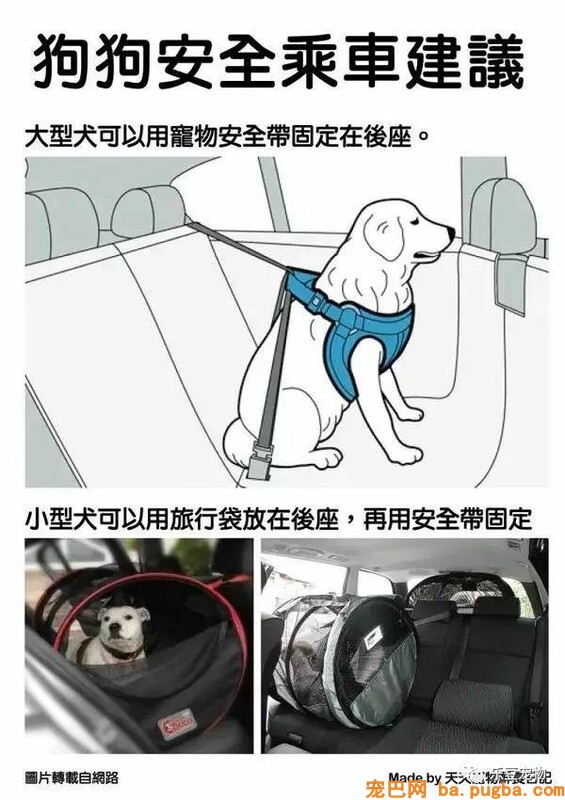狗狗的禁忌常识都在这了，赶紧珍藏以便应急！-7.jpeg