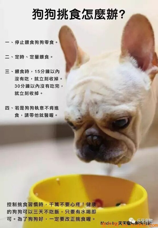 狗狗的禁忌常识都在这了，赶紧珍藏以便应急！-12.jpeg