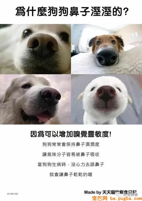 狗狗的禁忌常识都在这了，赶紧珍藏以便应急！-14.jpeg