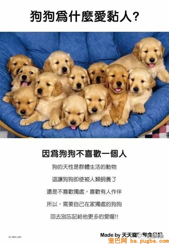 狗狗的禁忌常识都在这了，赶紧珍藏以便应急！-13.jpeg