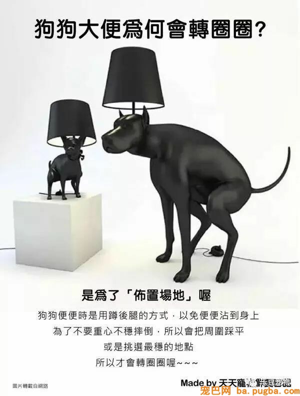 狗狗的禁忌常识都在这了，赶紧珍藏以便应急！-16.jpeg