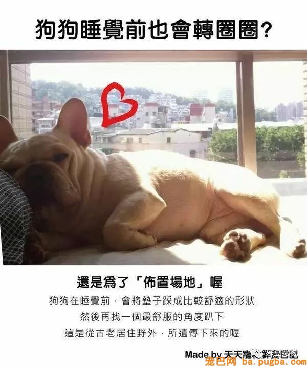狗狗的禁忌常识都在这了，赶紧珍藏以便应急！-15.jpeg