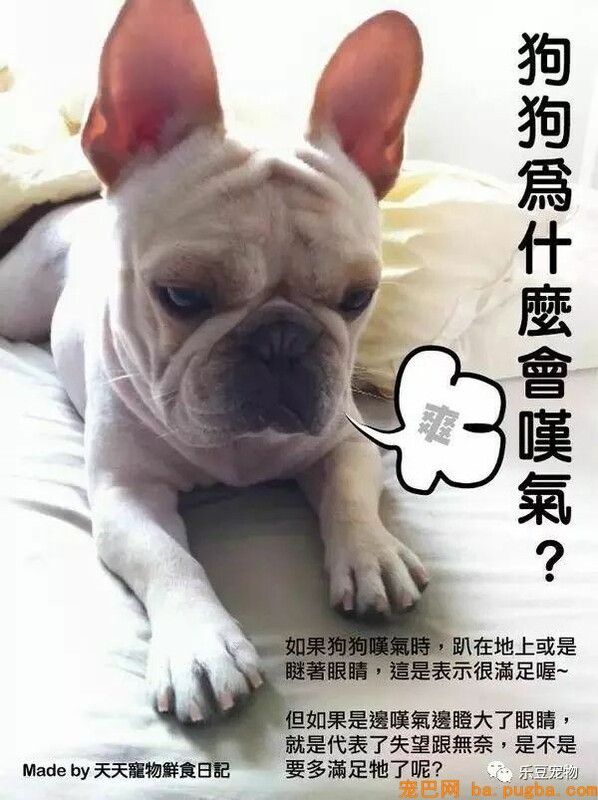 狗狗的禁忌常识都在这了，赶紧珍藏以便应急！-18.jpeg
