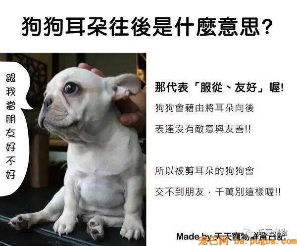 狗狗的禁忌常识都在这了，赶紧珍藏以便应急！-20.jpeg