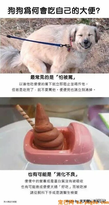 狗狗的禁忌常识都在这了，赶紧珍藏以便应急！-21.jpeg