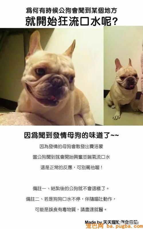 狗狗的禁忌常识都在这了，赶紧珍藏以便应急！-19.jpeg