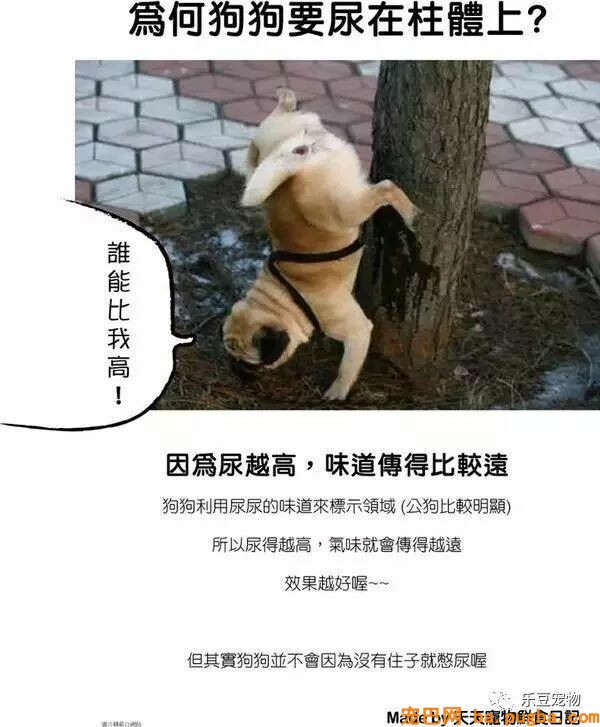 狗狗的禁忌常识都在这了，赶紧珍藏以便应急！-25.jpeg