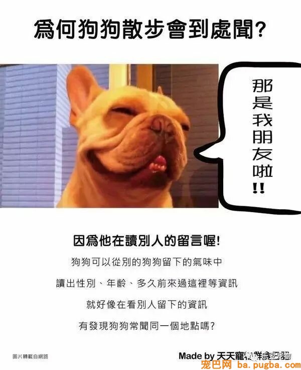 狗狗的禁忌常识都在这了，赶紧珍藏以便应急！-23.jpeg