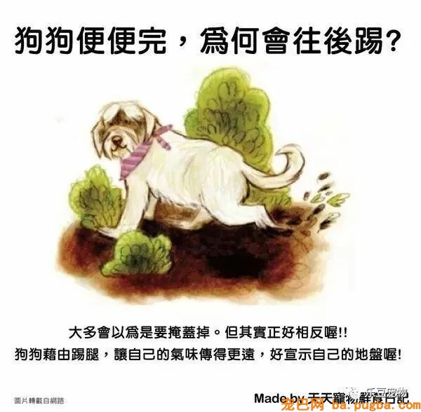 狗狗的禁忌常识都在这了，赶紧珍藏以便应急！-24.jpeg
