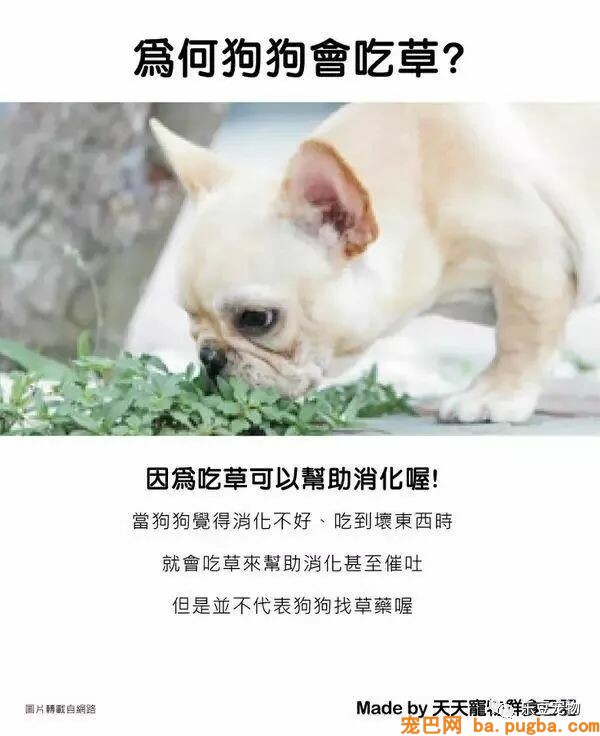 狗狗的禁忌常识都在这了，赶紧珍藏以便应急！-27.jpeg