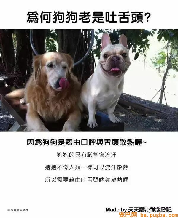 狗狗的禁忌常识都在这了，赶紧珍藏以便应急！-26.jpeg
