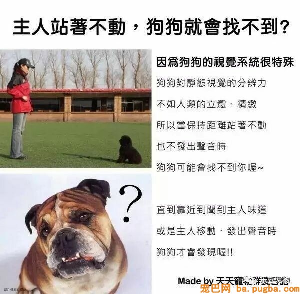 狗狗的禁忌常识都在这了，赶紧珍藏以便应急！-31.jpeg