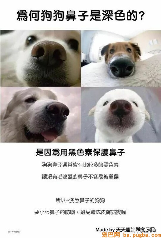 狗狗的禁忌常识都在这了，赶紧珍藏以便应急！-30.jpeg