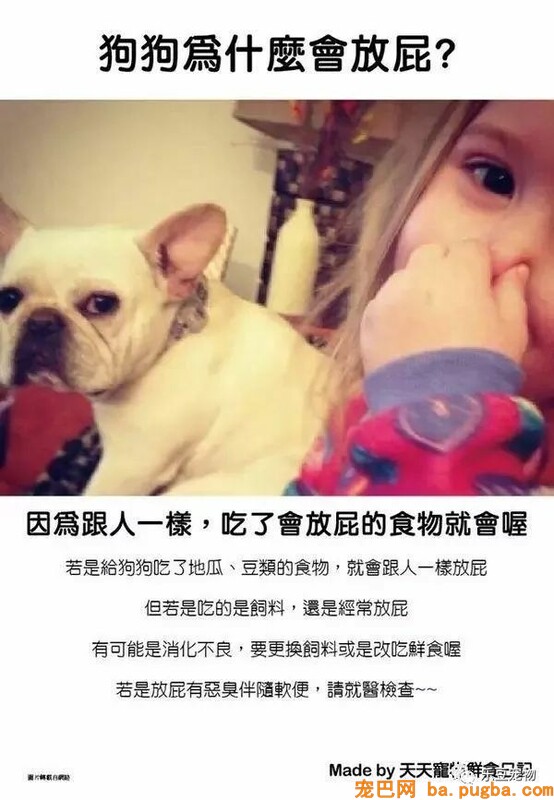 狗狗的禁忌常识都在这了，赶紧珍藏以便应急！-35.jpeg