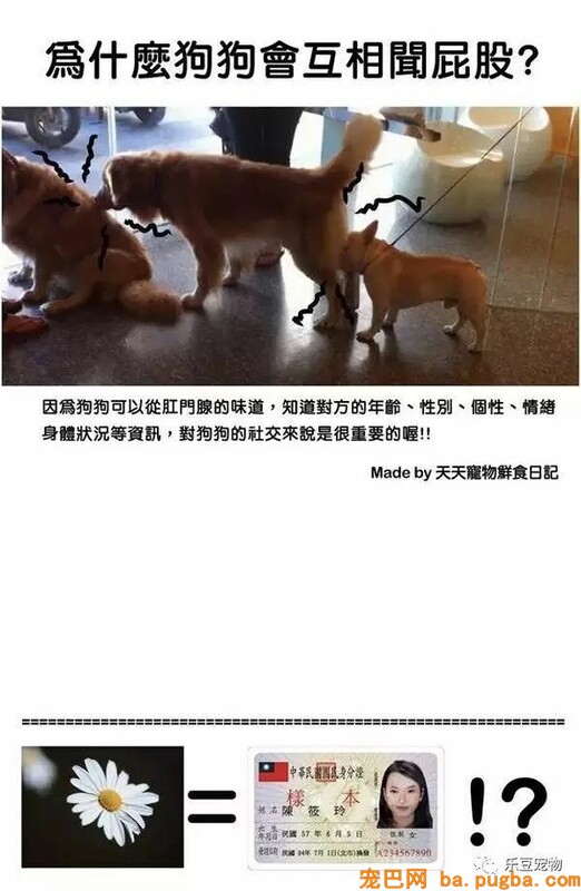 狗狗的禁忌常识都在这了，赶紧珍藏以便应急！-33.jpeg