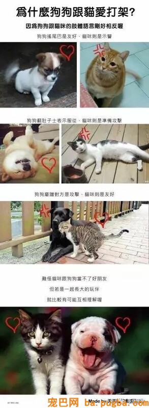 狗狗的禁忌常识都在这了，赶紧珍藏以便应急！-34.jpeg