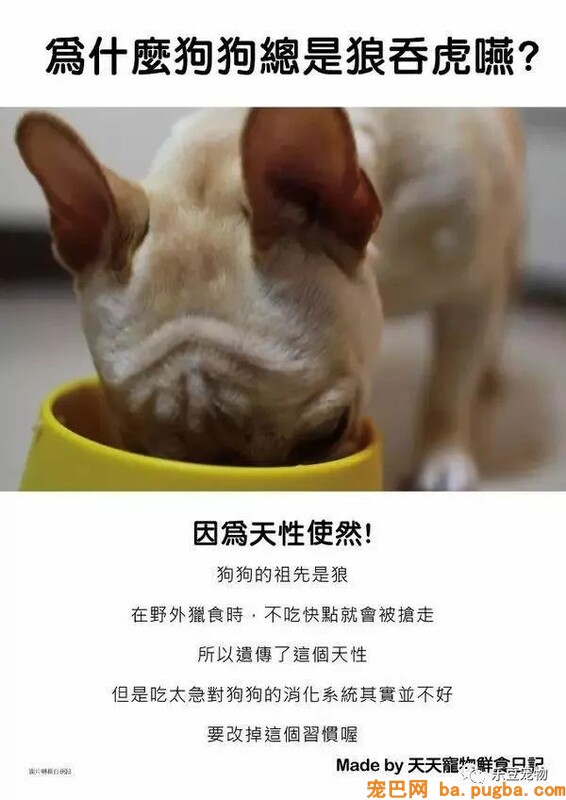 狗狗的禁忌常识都在这了，赶紧珍藏以便应急！-36.jpeg