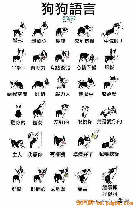狗狗的禁忌常识都在这了，赶紧珍藏以便应急！-37.jpeg