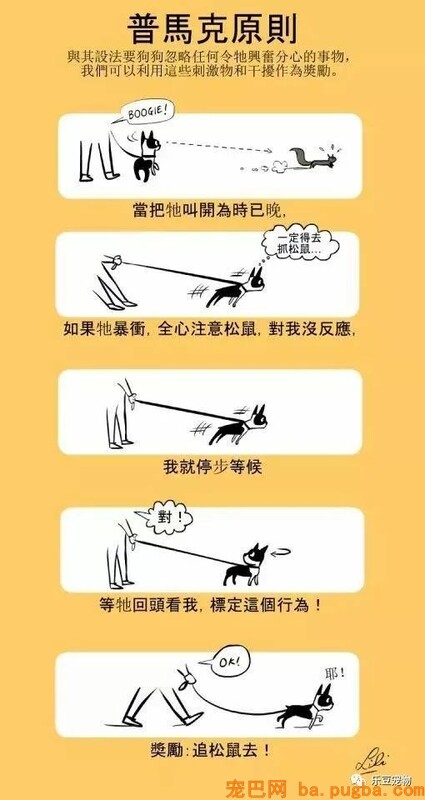 狗狗的禁忌常识都在这了，赶紧珍藏以便应急！-38.jpeg