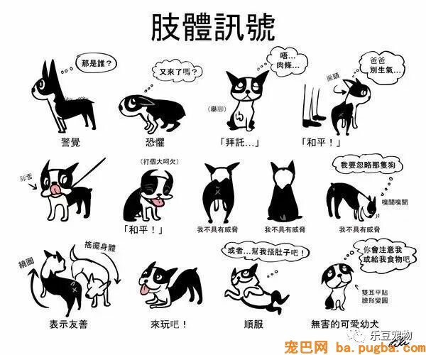 狗狗的禁忌常识都在这了，赶紧珍藏以便应急！-41.jpeg