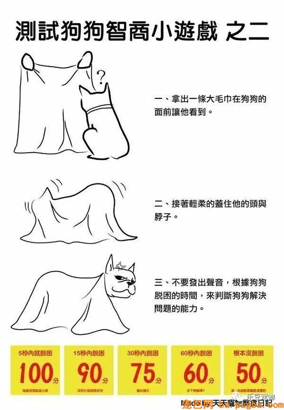 狗狗的禁忌常识都在这了，赶紧珍藏以便应急！-44.jpeg