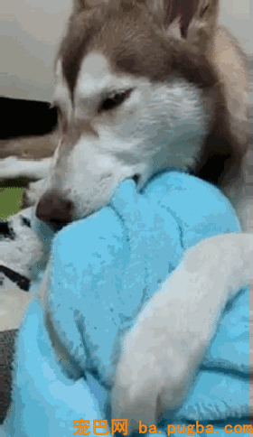外表高冷的二哈，背地里：睡觉要像个宝宝似的咬被踩奶...-2.gif
